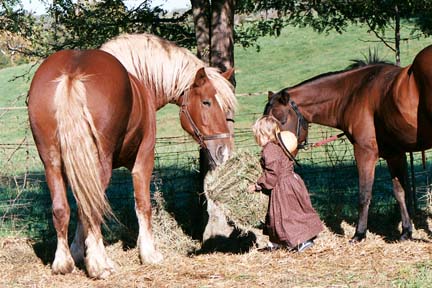 girlfeedshorses