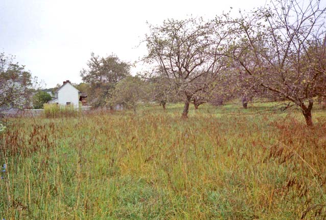 trees and farmhouse