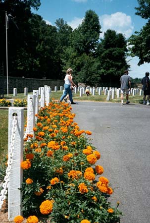 133marigolds