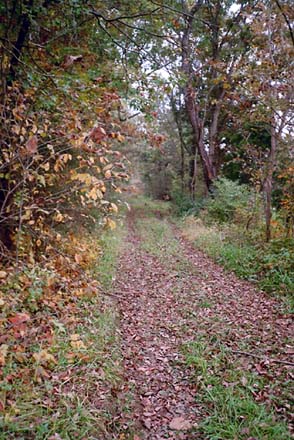 country lane